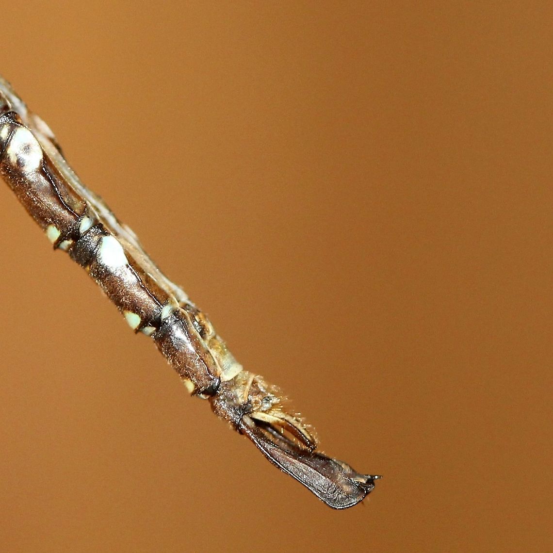 Aeshna umbrosa (Shadow Darner) Attracted to an incandescent porchlight. Detail of claspers.<br />
<figure class="photo"><a href="https://www.jungledragon.com/image/84900/aeshna_umbrosa.html" title="Aeshna umbrosa"><img src="https://s3.amazonaws.com/media.jungledragon.com/images/3383/84900_thumb.JPG?AWSAccessKeyId=05GMT0V3GWVNE7GGM1R2&Expires=1769040010&Signature=SdD%2BBRZyuv4pcbwl7fSlNiOQuyk%3D" width="136" height="152" alt="Aeshna umbrosa Attracted to an incandescent porchlight. Detail of thoracic markings.<br />
https://www.jungledragon.com/image/84901/aeshna_sp.html<br />
https://www.jungledragon.com/image/84899/aeshna_sp.html<br />
https://www.jungledragon.com/image/84961/aeshna_umbrosa.html Aeshna,Aeshna umbrosa,Aeshnidae,Anisoptera,Fall,Geotagged,Odonata,Shadow darner,United States,darners,dragonfly,insect" /></a></figure><br />
<figure class="photo"><a href="https://www.jungledragon.com/image/84901/aeshna_umbrosa.html" title="Aeshna umbrosa"><img src="https://s3.amazonaws.com/media.jungledragon.com/images/3383/84901_thumb.JPG?AWSAccessKeyId=05GMT0V3GWVNE7GGM1R2&Expires=1769040010&Signature=Y2HkdW%2FSA8kvUwgYBMRVc%2FDeQ%2B4%3D" width="200" height="178" alt="Aeshna umbrosa Attracted to an incandescent porchlight. Detail of thoracic and some abdominal markings.<br />
https://www.jungledragon.com/image/84900/aeshna_sp.html<br />
https://www.jungledragon.com/image/84899/aeshna_sp.html<br />
https://www.jungledragon.com/image/84961/aeshna_umbrosa.html Aeshna,Aeshna umbrosa,Aeshnidae,Anisoptera,Fall,Geotagged,Odonata,Shadow darner,United States,darners,dragonfly,insect" /></a></figure><br />
<figure class="photo"><a href="https://www.jungledragon.com/image/84899/aeshna_umbrosa.html" title="Aeshna umbrosa"><img src="https://s3.amazonaws.com/media.jungledragon.com/images/3383/84899_thumb.JPG?AWSAccessKeyId=05GMT0V3GWVNE7GGM1R2&Expires=1769040010&Signature=CcbsRadQQjxU0O1wqTH63sexKTo%3D" width="200" height="200" alt="Aeshna umbrosa Attracted to an incandescent porchlight. Detail of abdominal markings.<br />
https://www.jungledragon.com/image/84901/aeshna_sp.html<br />
https://www.jungledragon.com/image/84900/aeshna_sp.html<br />
https://www.jungledragon.com/image/84961/aeshna_umbrosa.html Aeshna,Aeshna umbrosa,Aeshnidae,Anisoptera,Fall,Geotagged,Odonata,Shadow darner,United States,darners,dragonfly,insect" /></a></figure> Aeshna umbrosa,Aeshnidae,Anisoptera,Fall,Geotagged,Odonata,Shadow darner,United States,claspers,darners,dragonfly,insect,odont