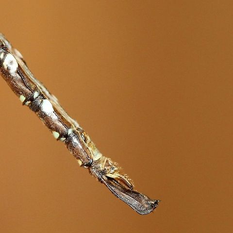 Aeshna umbrosa (Shadow Darner) Attracted to an incandescent porchlight. Detail of claspers.
https://www.jungledragon.com/image/84900/aeshna_umbrosa.html
https://www.jungledragon.com/image/84901/aeshna_umbrosa.html
https://www.jungledragon.com/image/84899/aeshna_umbrosa.html Aeshna umbrosa,Aeshnidae,Anisoptera,Fall,Geotagged,Odonata,Shadow darner,United States,claspers,darners,dragonfly,insect,odont