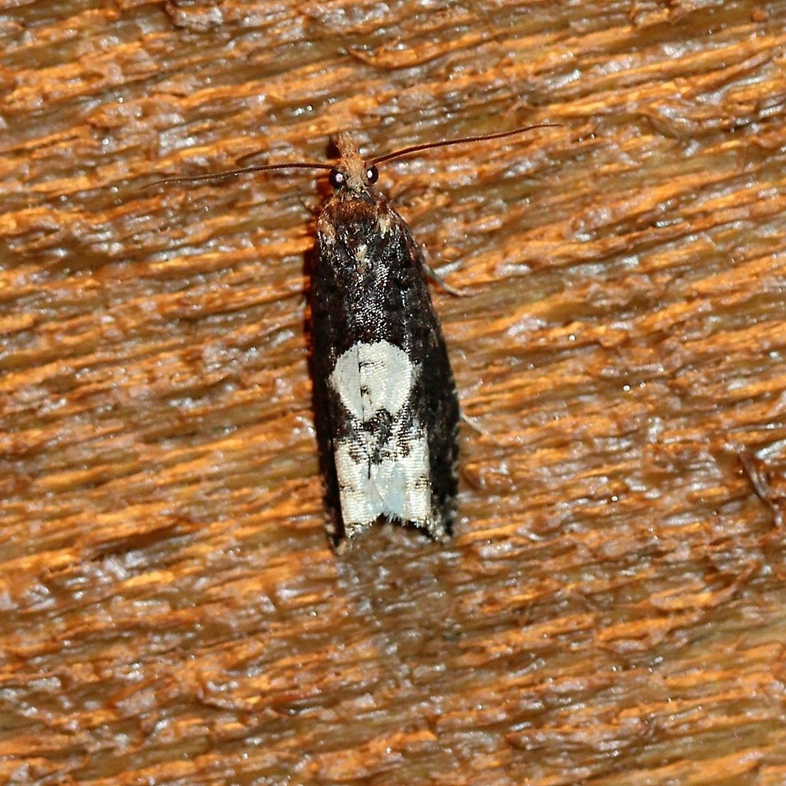 Epinotia trigonella (Birch Epinotia) Attracted to an incandescent porch light. Temperature 49 deg. F (9.4 C). Length about 9.5 mm.<br />
<br />
Occurs in the Palearctic and also in North America where it is uncommon and with most records from New Hampshire, Maine, New Brunswick, Quebec, and Ontario (<a href="http://mothphotographersgroup.msstate.edu/large_map.php?hodges=3280)" rel="nofollow">http://mothphotographersgroup.msstate.edu/large_map.php?hodges=3280)</a>. One other Minnesota record from Little Marais near Lake Superior. Epinotia trigonella,Eucosmini,Fall,Geotagged,Lepidoptera,Olethreutinae,Tortricidae,Tortricoidea,United States,insect,moth