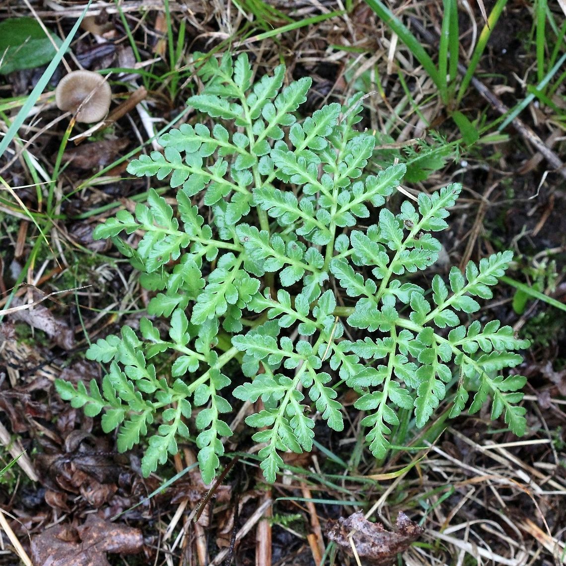 Sceptridium multifidum (Leathery Grapefern)  Fall,Geotagged,Leathery Grapefern,Sceptridium multifidum,United States