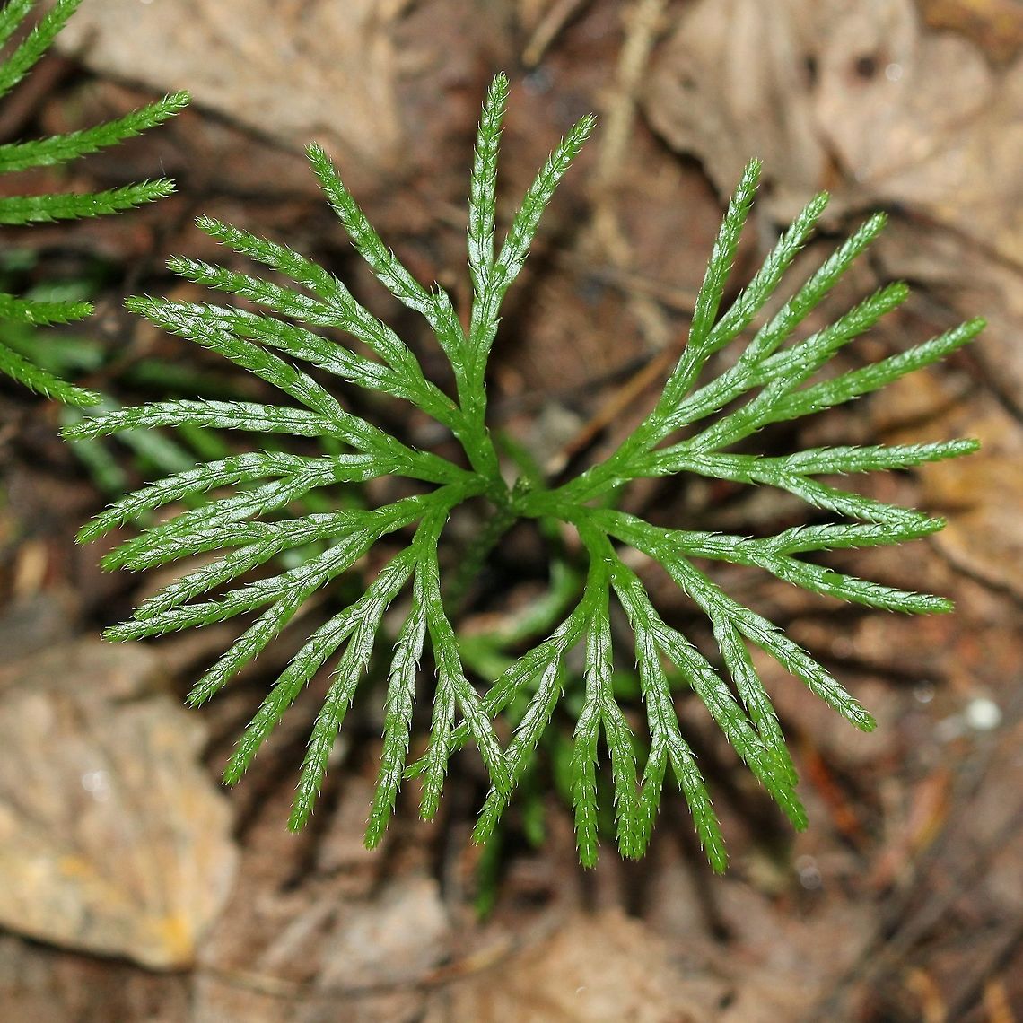 Diphasiastrum digitatum (Fan-leaf Clubmoss)  Diphasiastrum digitatum,Fall,Geotagged,Groundcedar,United States