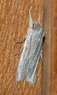 Lithophane fagina  Fall,Geotagged,Hoary Pinion,Lepidoptera,Lithophane fagina,United States,insect,moth