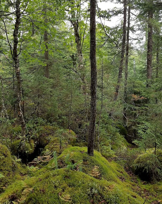 Forest at base of talus slope Trees growing on and among moss-covered rocks and boulders at the base of a talus slope.<br />
<br />
Moss species: Pleurozium schreberi, Hylocomium splendens, Ptilium crista-castrensis, Sphagnum spp.<br />
Ferns: Polypodium virginianum, Gymnocarpium jessoense<br />
Trees: Picea mariana, Picea glauca, Abies balsamea, Populus tremuloides, Betula papyrifera Geotagged,Summer,United States,forest,moss,talus slope
