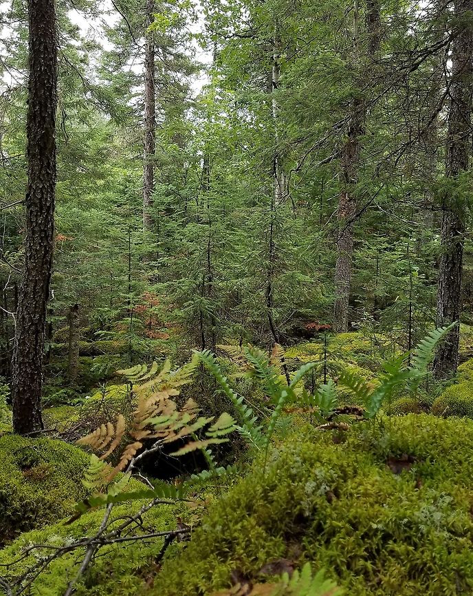Forest at base of talus slope Trees growing on and among moss-covered rocks and boulders at the base of a talus slope.<br />
<br />
Moss species: Pleurozium schreberi, Hylocomium splendens, Ptilium crista-castrensis, Sphagnum spp.<br />
Ferns: Polypodium vulgare, Gymnocarpium jessoense<br />
Trees: Picea mariana, Picea glauca, Abies balsamea, Populus tremuloides, Betula papyrifera Geotagged,Summer,United States,forest,moss,talus slope