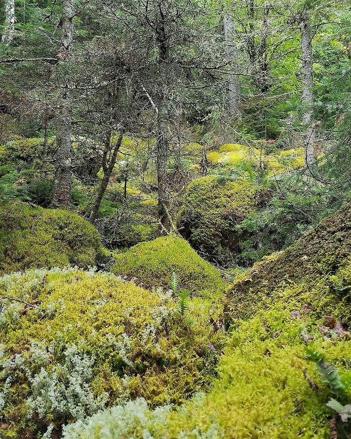 Forest at base of talus slope Trees growing on and among moss-covered rocks and boulders at the base of a talus slope.<br />
<br />
 Pleurozium schreberi is the most abundant moss here. Geotagged,Summer,United States,forest,moss,talus slope