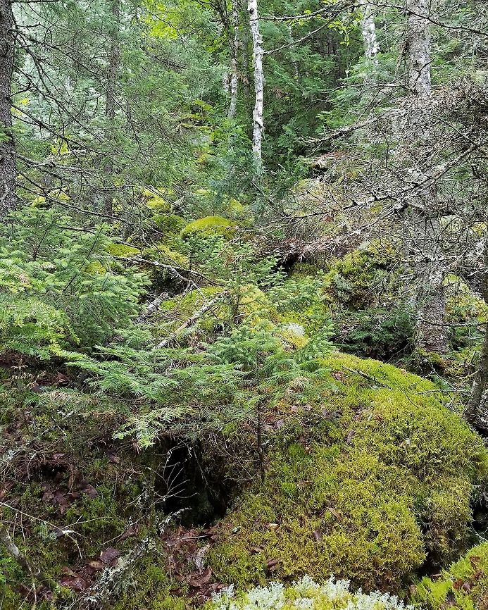 Forest at base of talus slope Trees growing on and among moss-covered rocks and boulders at the base of a talus slope.<br />
<br />
Pleurozium schreberi was the most abundant moss here. This area receives a little more sunlight since many of the larger trees have fallen over. Geotagged,Summer,United States,forest,moss,talus slope