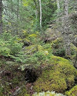 Forest at base of talus slope Trees growing on and among moss-covered rocks and boulders at the base of a talus slope.

Pleurozium schreberi was the most abundant moss here. This area receives a little more sunlight since many of the larger trees have fallen over. Geotagged,Summer,United States,forest,moss,talus slope