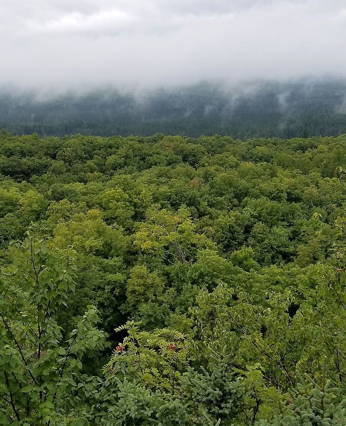 View of a sugar maple forest Looking across a valley Geotagged,Sugar Maple,Summer,United States,clouds,fog,forest,mist,trees