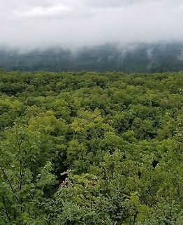 View of a sugar maple forest Looking across a valley Geotagged,Sugar Maple,Summer,United States,clouds,fog,forest,mist,trees
