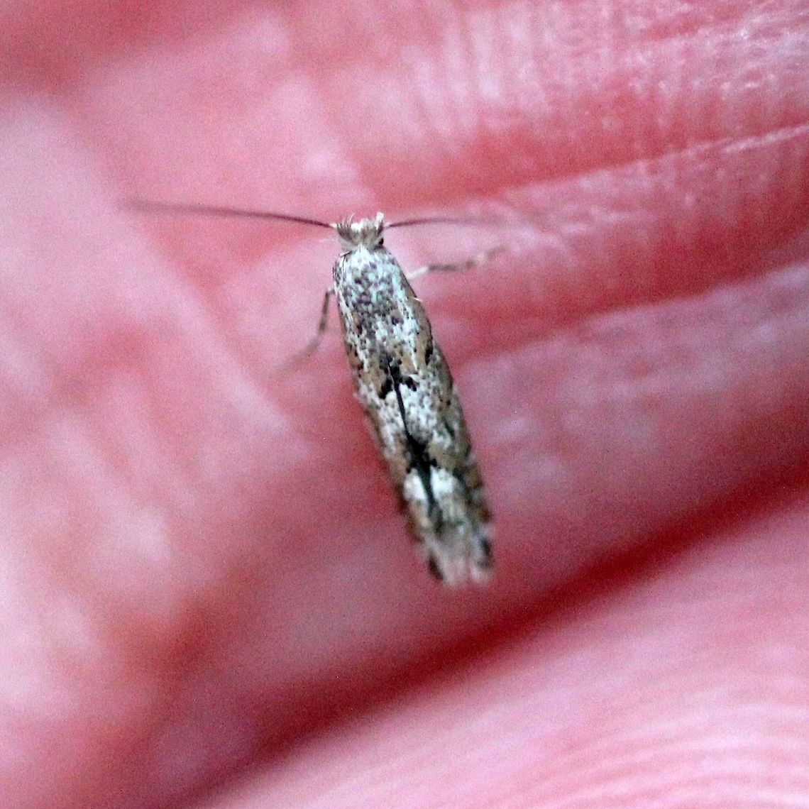 Phyllonorycter nipigon (Balsam Poplar Leaf Blotch Miner) Found flying in a small grove of Quaking Aspen (Populus tremuloides) and Balsam Poplar (Populus balsamifera). Balsam Poplar Leaf Blotch Miner Moth,Fall,Geotagged,Lepidoptera,Phyllonorycter nipigon,United States,insect,micro-moth,moth