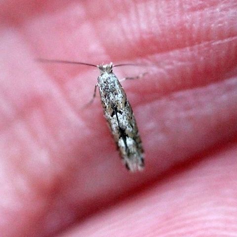 Phyllonorycter nipigon (Balsam Poplar Leaf Blotch Miner) Found flying in a small grove of Quaking Aspen (Populus tremuloides) and Balsam Poplar (Populus balsamifera). Balsam Poplar Leaf Blotch Miner Moth,Fall,Geotagged,Lepidoptera,Phyllonorycter nipigon,United States,insect,micro-moth,moth