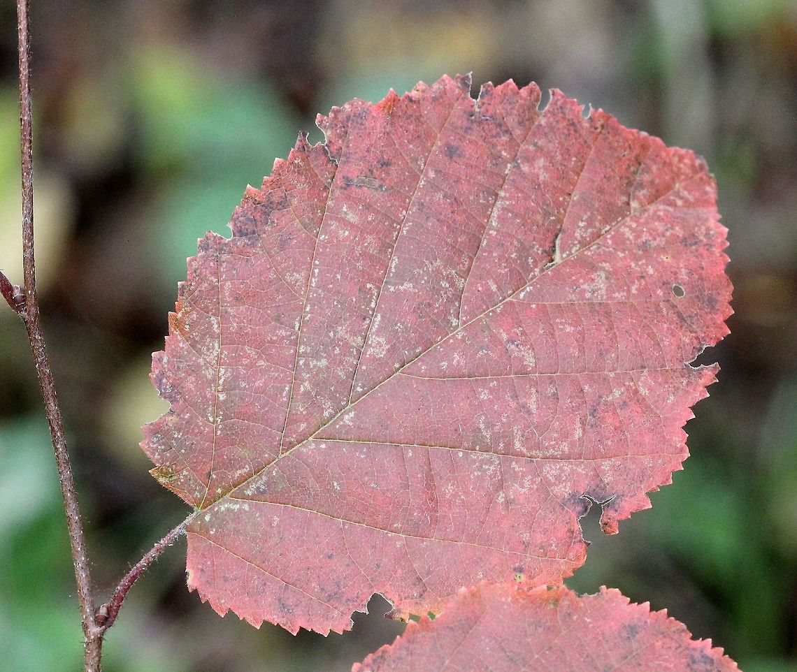Corylus americana (American hazel) Corylus americana autumn leaf colors. American hazelnut,Corylus americana,Fall,Geotagged,United States,autumn colors,fall colors,hazel