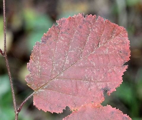 Corylus americana (American hazel) Corylus americana autumn leaf colors. American hazelnut,Corylus americana,Fall,Geotagged,United States,autumn colors,fall colors,hazel