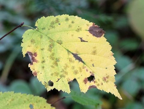 Corylus cornuta (Beaked Hazel) Corylus cornuta autumn leaf colors. Corylus cornuta,Fall,Geotagged,United States,autumn colors,beaked hazel,fall colors,hazel