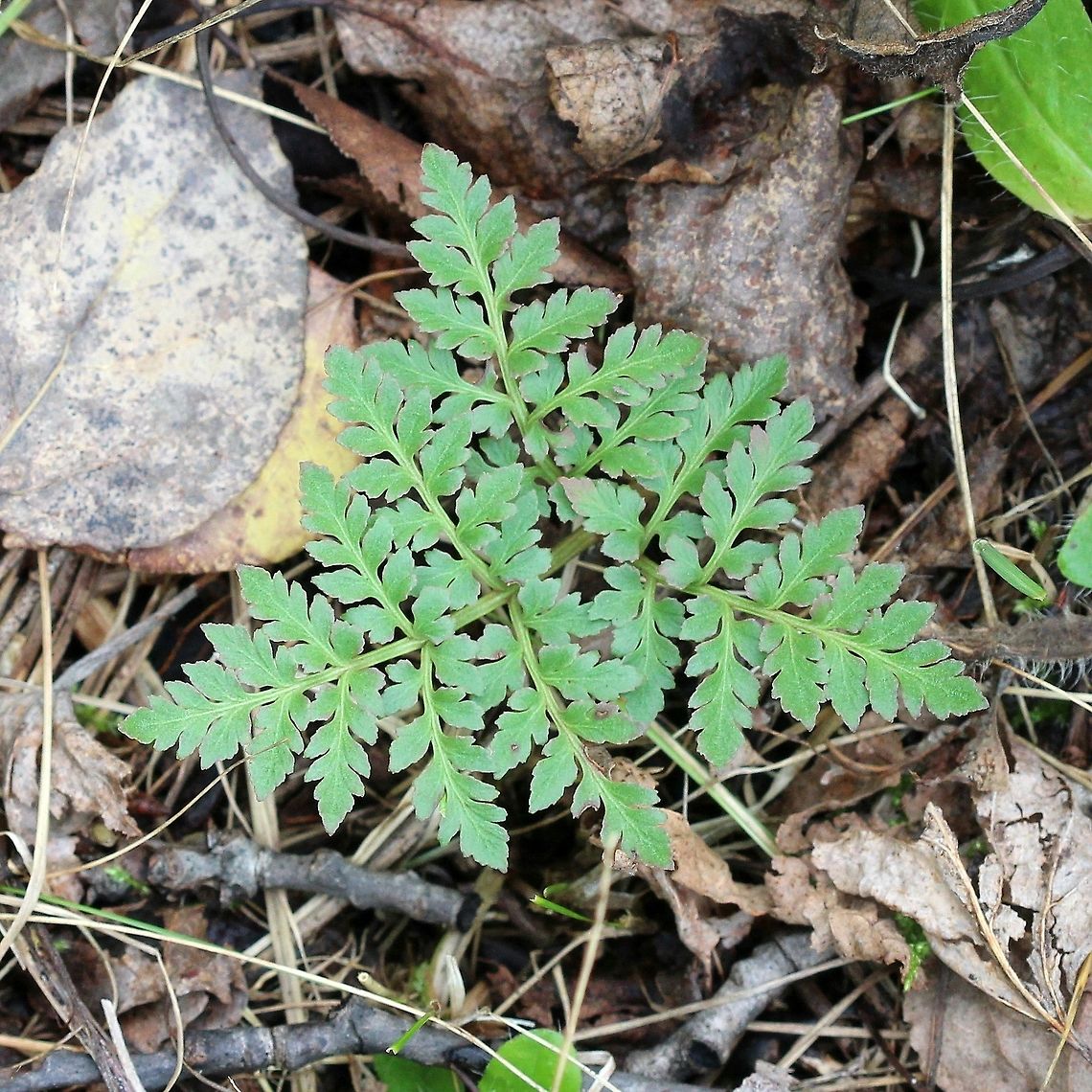 Sceptridium rugulosum Growing at the edge of an old field. Botrychium rugulosum,Fall,Geotagged,Rugulose Grapefern,Sceptridium rugulosum,St. Lawrence Grapefern,United States,fern,grapefern