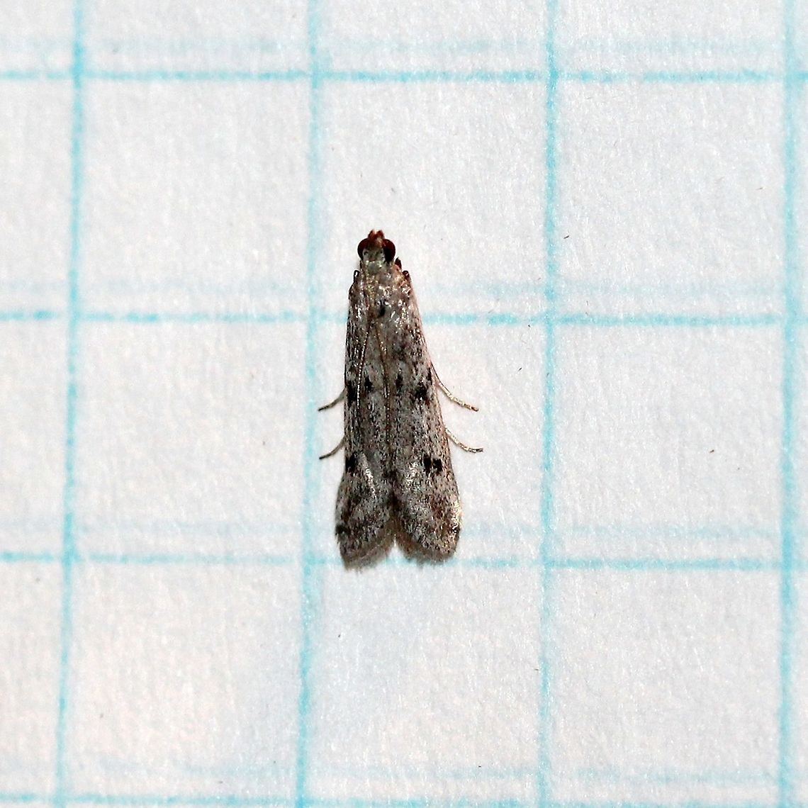 Phycitodes reliquella Grid lines are 6 mm. Geotagged,Lepidoptera,Phycitinae,Phycitini,Phycitodes,Phycitodes reliquella,Pyralidae,Summer,United States,insect,moth