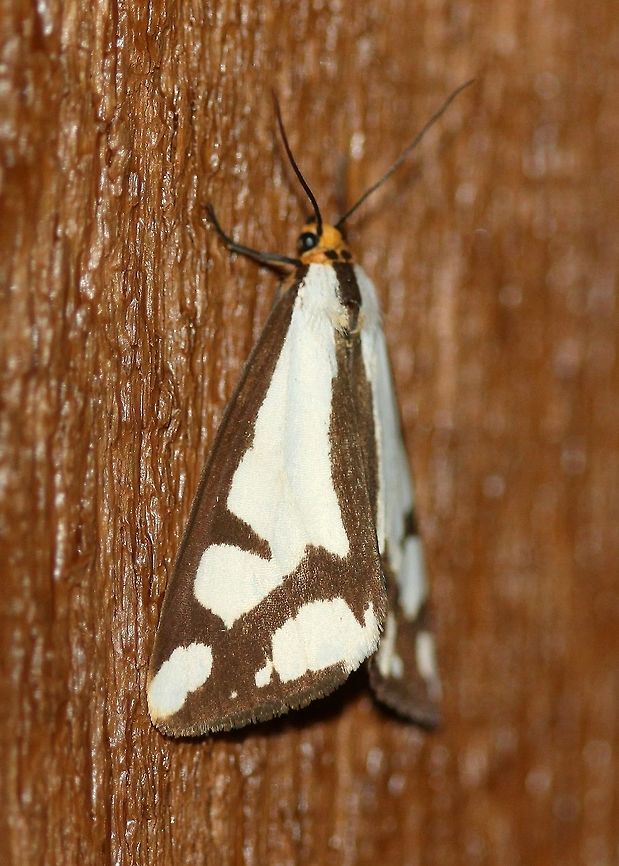 Haploa lecontei  Geotagged,Haploa lecontei,Lecontes haploa,Lepidoptera,Summer,United States,insect,moth