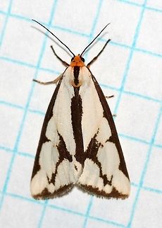 Haploa confusa  Confused haploa,Geotagged,Haploa confusa,Lepidoptera,Summer,United States,insect,moth