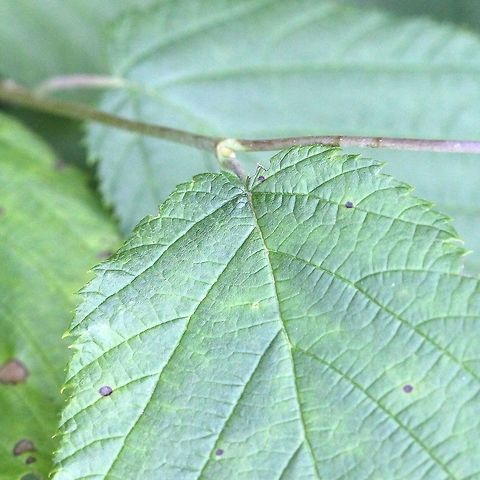 Corylus cornuta (Beaked Hazelnut) Growing along the edge of a line of trees. Beaked Hazelnut,Corylus cornuta,Geotagged,Summer,United States