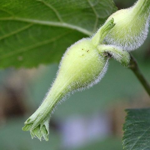 Corylus cornuta (Beaked Hazelnut) Growing along the edge of a line of trees. Beaked Hazelnut,Corylus cornuta,Geotagged,Summer,United States,shrub