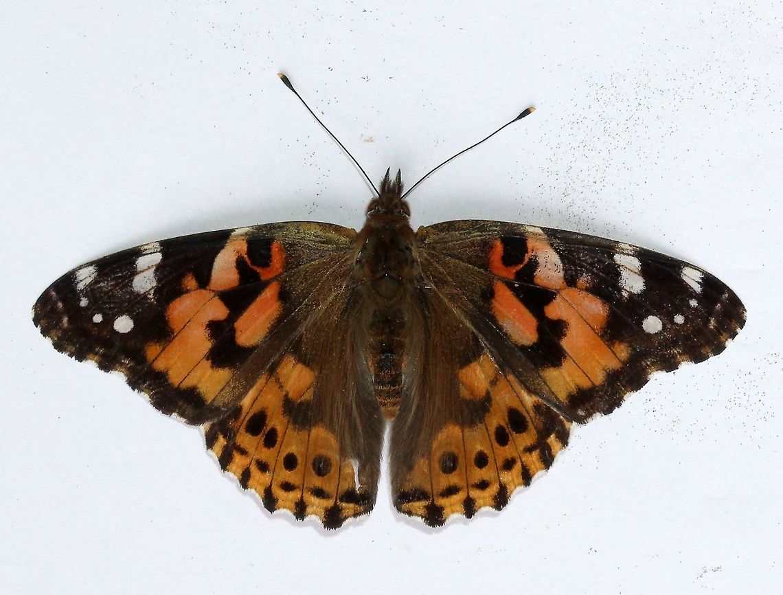 Vanessa cardui (Painted Lady) Found dead in a field. Brush-footed Butterflies,Fall,Geotagged,Lepidoptera,Nymphalidae,Nymphalinae,United States,Vanessa cardui,Vanessa carduui,butterfly,insect