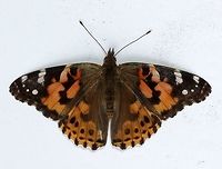 Vanessa cardui (Painted Lady) Found dead in a field. Brush-footed Butterflies,Fall,Geotagged,Lepidoptera,Nymphalidae,Nymphalinae,United States,Vanessa cardui,Vanessa carduui,butterfly,insect