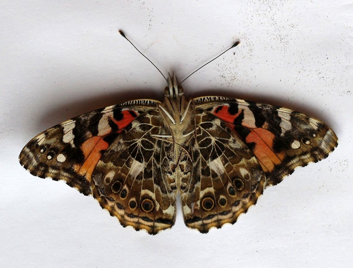 Vanessa cardui (Painted lady) Underside of<br />
<br />
<figure class="photo"><a href="https://www.jungledragon.com/image/85357/vanessa_cardui_painted_lady.html" title="Vanessa cardui (Painted Lady)"><img src="https://s3.amazonaws.com/media.jungledragon.com/images/3383/85357_thumb.JPG?AWSAccessKeyId=05GMT0V3GWVNE7GGM1R2&Expires=1759968010&Signature=F%2FRC%2BtKs%2BBDOJU36rrDi3PgRYJg%3D" width="200" height="152" alt="Vanessa cardui (Painted Lady) Found dead in a field. Brush-footed Butterflies,Fall,Geotagged,Lepidoptera,Nymphalidae,Nymphalinae,United States,Vanessa cardui,Vanessa carduui,butterfly,insect" /></a></figure> Fall,Geotagged,Lepidoptera,United States,Vanessa cardui,Vanessa carduui,butterfly,insect