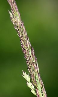 Calamagrostis stricta Growing in soil-filled crevices in exposed granitic bedrock. Northern plants are sometimes called Calamagrostis stricta ssp. inexpansa. Other synonyms include  Calamagrostis lacustris and Calamagrostis inexpansa. Calamagrostis stricta,Calamagrostis stricta ssp. inexpansa,Geotagged,Summer,United States,grass