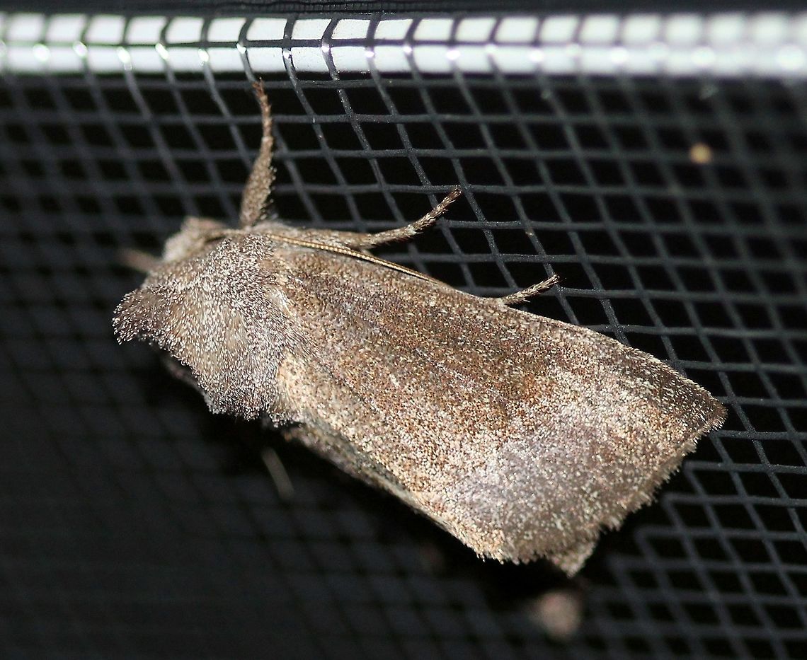 Papaipema necopina (Sunflower Borer Moth)  Apameini,Borer Moths,Fall,Geotagged,Lepidoptera,Noctuida,Noctuinae,Noctuoidea,Papaipema necopina,Sunflower Borer Moth,United States,insect,moth