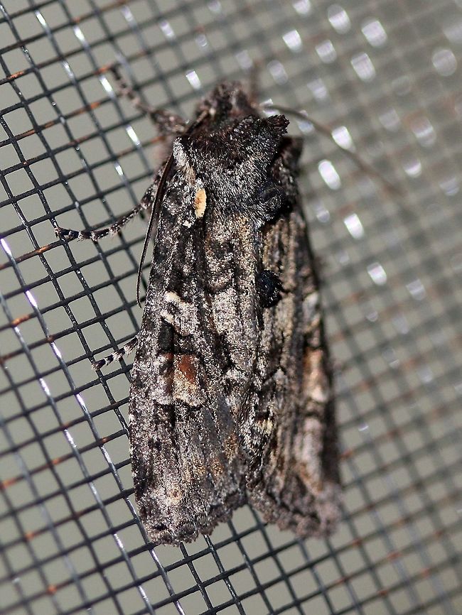 Lithophane pexata (Plush-naped Pinion)  Fall,Geotagged,Lepidoptera,Lithophane pexata,Noctuid,Noctuidae,Noctuinae,Noctuoidea,Plush-naped Pinion,United States,Xylenina,Xylenini,insect,moth