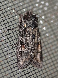 Lithophane pexata (Plush-naped Pinion)  Fall,Geotagged,Lepidoptera,Lithophane pexata,Noctuid,Noctuidae,Noctuinae,Noctuoidea,Plush-naped Pinion,United States,Xylenina,Xylenini,insect,moth