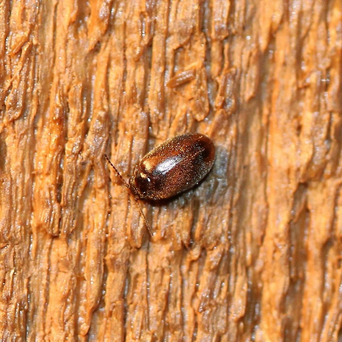 Contacyphon neopadi (Marsh Beetle)  Beetles,Coleoptera,Contacyphon neopadi,Cyphon,Fall,Geotagged,Marsh Beetles,Polyphaga,Scirtidae,Scirtoidea,United States,insect