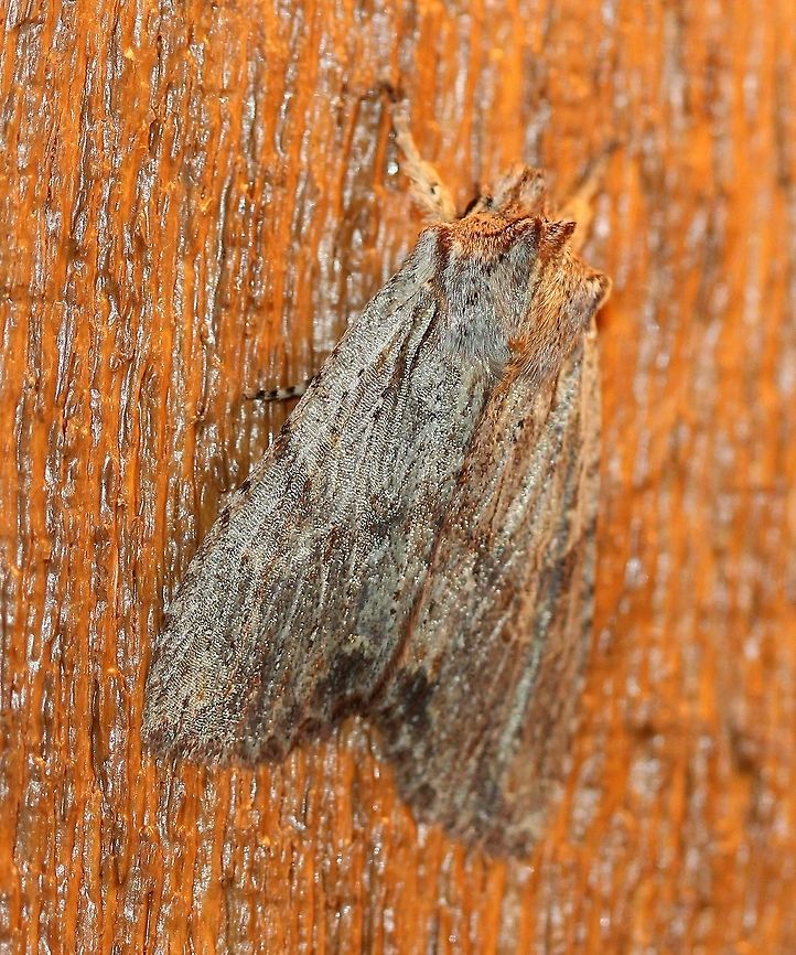 Lithophane petulca (Wanton Pinion) Side view with orbicular and reniform spots visible more or less:<br />
<figure class="photo"><a href="https://www.jungledragon.com/image/85517/lithophane_petulca_wanton_pinion.html" title="Lithophane petulca (Wanton Pinion)"><img src="https://s3.amazonaws.com/media.jungledragon.com/images/3383/85517_thumb.JPG?AWSAccessKeyId=05GMT0V3GWVNE7GGM1R2&Expires=1759968010&Signature=T0ysyHEx8xLUHZChStWWbtbBPgU%3D" width="110" height="152" alt="Lithophane petulca (Wanton Pinion) Same moth:<br />
https://www.jungledragon.com/image/85516/lithophane_petulca_wanton_pinion.html Fall,Geotagged,Lepidoptera,Lithophane petulca,Noctuidae,Noctuinae,Noctuoidea,Owlet Moths,United States,Wanton Pinion,Xylenina,Xylenini,insect,moth" /></a></figure> Fall,Geotagged,Lepidoptera,Lithophane petulca,Noctuidae,Noctuinae,Noctuoidea,Owlet Moths,United States,Wanton Pinion,Xylenina,Xylenini,insect,moth