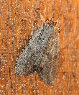 Lithophane petulca (Wanton Pinion) Side view with orbicular and reniform spots visible more or less:
https://www.jungledragon.com/image/85517/lithophane_petulca_wanton_pinion.html Fall,Geotagged,Lepidoptera,Lithophane petulca,Noctuidae,Noctuinae,Noctuoidea,Owlet Moths,United States,Wanton Pinion,Xylenina,Xylenini,insect,moth