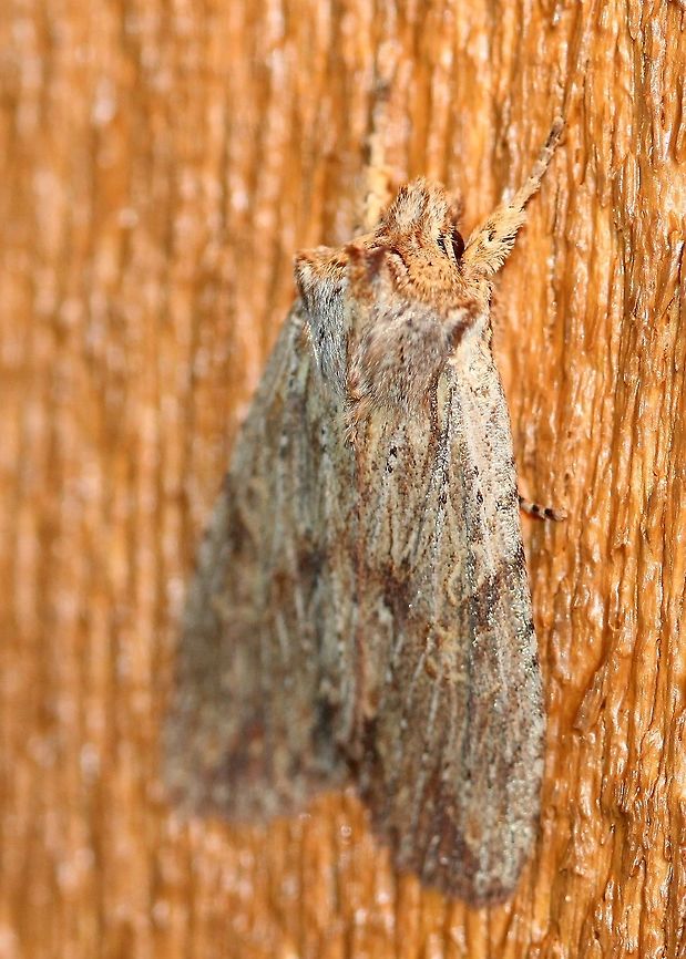 Lithophane petulca (Wanton Pinion) Same moth:<br />
<figure class="photo"><a href="https://www.jungledragon.com/image/85516/lithophane_petulca_wanton_pinion.html" title="Lithophane petulca (Wanton Pinion)"><img src="https://s3.amazonaws.com/media.jungledragon.com/images/3383/85516_thumb.JPG?AWSAccessKeyId=05GMT0V3GWVNE7GGM1R2&Expires=1769040010&Signature=%2FxzQTRd2O250KWZLFYIWo7Ddul4%3D" width="128" height="152" alt="Lithophane petulca (Wanton Pinion) Side view with orbicular and reniform spots visible more or less:<br />
https://www.jungledragon.com/image/85517/lithophane_petulca_wanton_pinion.html Fall,Geotagged,Lepidoptera,Lithophane petulca,Noctuidae,Noctuinae,Noctuoidea,Owlet Moths,United States,Wanton Pinion,Xylenina,Xylenini,insect,moth" /></a></figure> Fall,Geotagged,Lepidoptera,Lithophane petulca,Noctuidae,Noctuinae,Noctuoidea,Owlet Moths,United States,Wanton Pinion,Xylenina,Xylenini,insect,moth