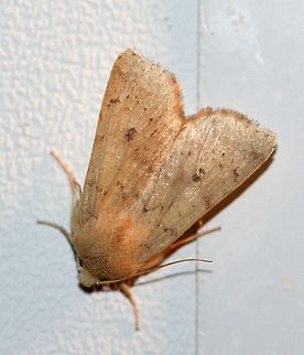 Agrochola bicolorago aka Sunira bicolorago (Bicolored Sallow) Pale form Agrochola bicolorago,Bicolored Sallow,Fall,Geotagged,Lepidoptera,Noctuidae,Noctuinae,Noctuoidea,Owlet Moths,Shield-backed Cutworm,Sunira bicolorago,United States,Xylenina,Xylenini,insect,moth