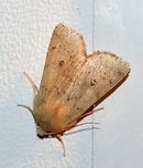 Agrochola bicolorago aka Sunira bicolorago (Bicolored Sallow) Pale form Agrochola bicolorago,Bicolored Sallow,Fall,Geotagged,Lepidoptera,Noctuidae,Noctuinae,Noctuoidea,Owlet Moths,Shield-backed Cutworm,Sunira bicolorago,United States,Xylenina,Xylenini,insect,moth