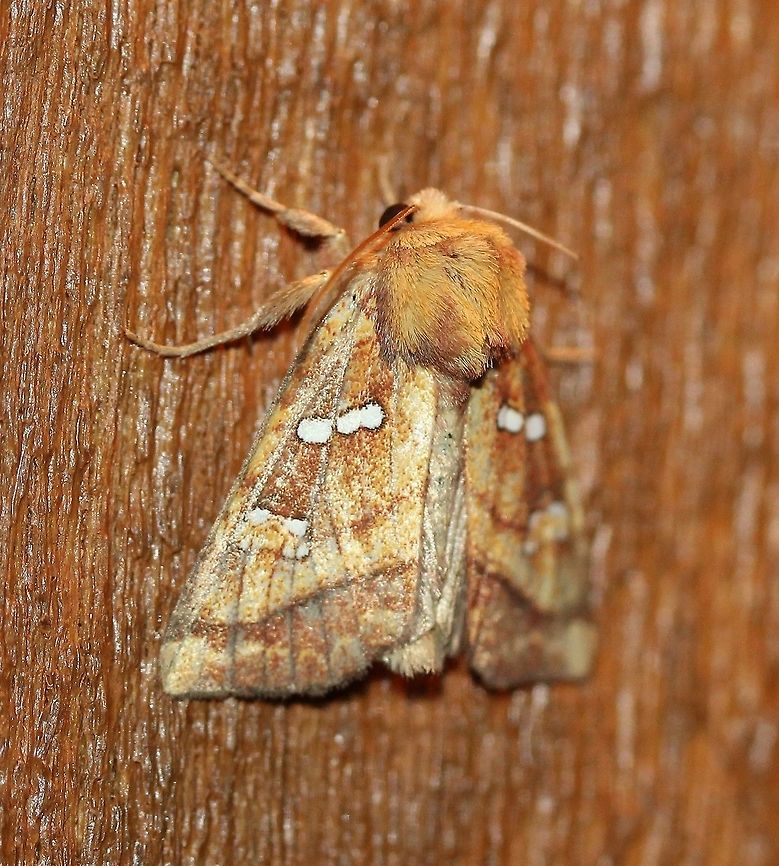 Papaipema pterisii (Bracken Borer Moth)  Apameini,Bracken Borer Moth,Bracken borer moth,Cutworm Moths,Fall,Geotagged,Lepidoptera,Noctuidae,Noctuinae,Noctuoidea,Owlet Moths,Papaipema pterisii,United States,insect,moth