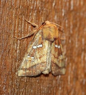 Papaipema pterisii (Bracken Borer Moth)  Apameini,Bracken Borer Moth,Bracken borer moth,Cutworm Moths,Fall,Geotagged,Lepidoptera,Noctuidae,Noctuinae,Noctuoidea,Owlet Moths,Papaipema pterisii,United States,insect,moth