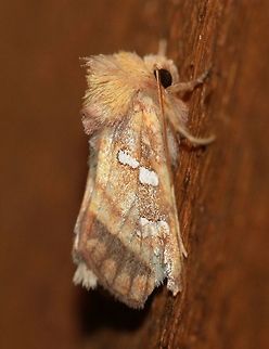Papaipema pterisii (Bracken Borer Moth)  Apameini,Bracken Borer Moth,Bracken borer moth,Cutworm Moths,Fall,Geotagged,Lepidoptera,Noctuidae,Noctuinae,Noctuoidea,Owlet Moths,Papaipema pterisii,United States,insect,moth