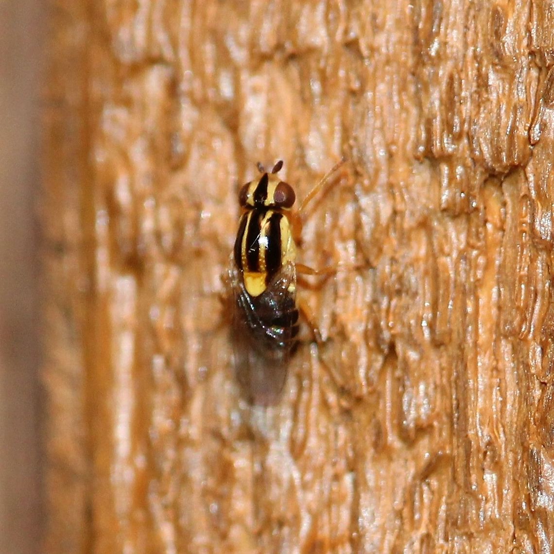 Thaumatomyia?  Fall,Geotagged,Thaumatomyia,United States,fly,insect,syrphid