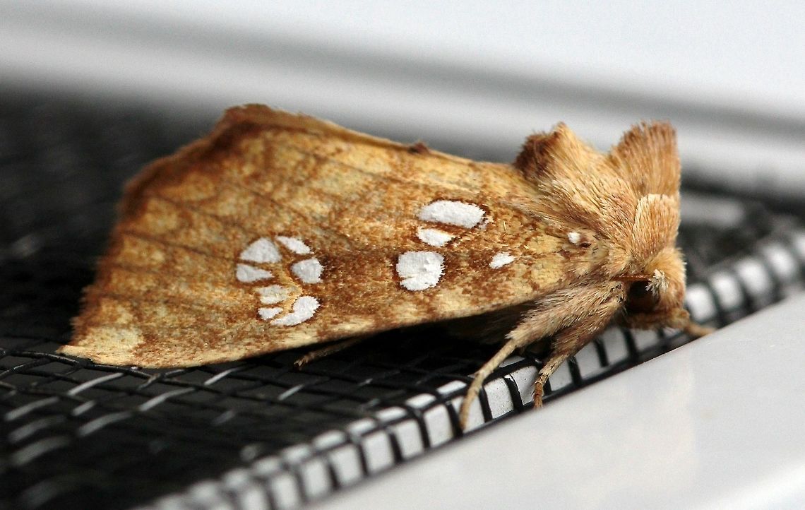Papaipema furcata The larvae of this species bore into the twigs of Ash (Fraxinus spp.) and Boxelder (Acer negundo) both of which grow in the windbreak around my house. Apameini,Ash Tip Borer,Borer Moths,Dart Moths,Fall,Geotagged,Lepidoptera,Noctuidae,Noctuinae,Noctuoidea,Owlet Moths,Papaipema furcata,United States,insect,moth