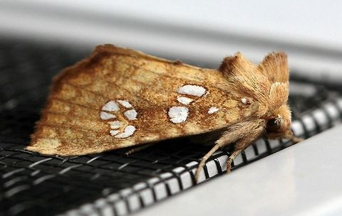 Papaipema furcata The larvae of this species bore into the twigs of Ash (Fraxinus spp.) and Boxelder (Acer negundo) both of which grow in the windbreak around my house. Apameini,Ash Tip Borer,Borer Moths,Dart Moths,Fall,Geotagged,Lepidoptera,Noctuidae,Noctuinae,Noctuoidea,Owlet Moths,Papaipema furcata,United States,insect,moth