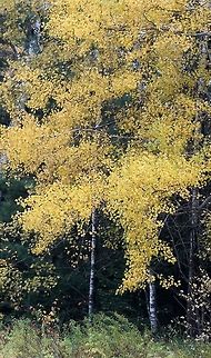 Populus tremuloides (Quaking Aspen) Fall colors of Quaking Aspen in a small grove at the edge of an old field. Fall,Geotagged,Populus tremuloides,Quaking Aspen,Salicaceae,United States,autumn,leaves,tree