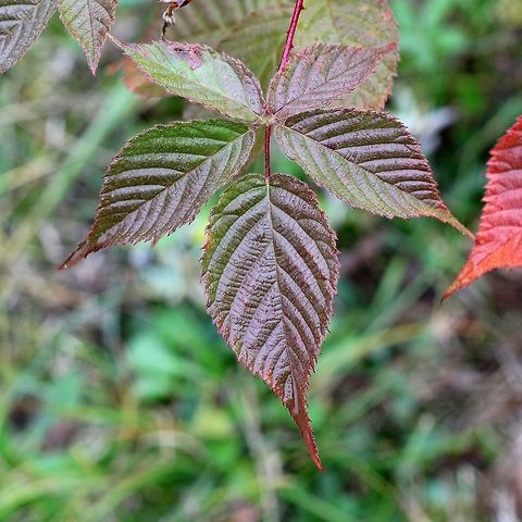 Rubus allegheniensis (Allegheny Blackberry) Fall colors of the Allegheny Blackberry. They also turn red and yellow. Allegheny blackberry,Fall,Geotagged,Rosaceae,Rubus allegheniensis,United States,autumn color,blackberry,fall,leaf