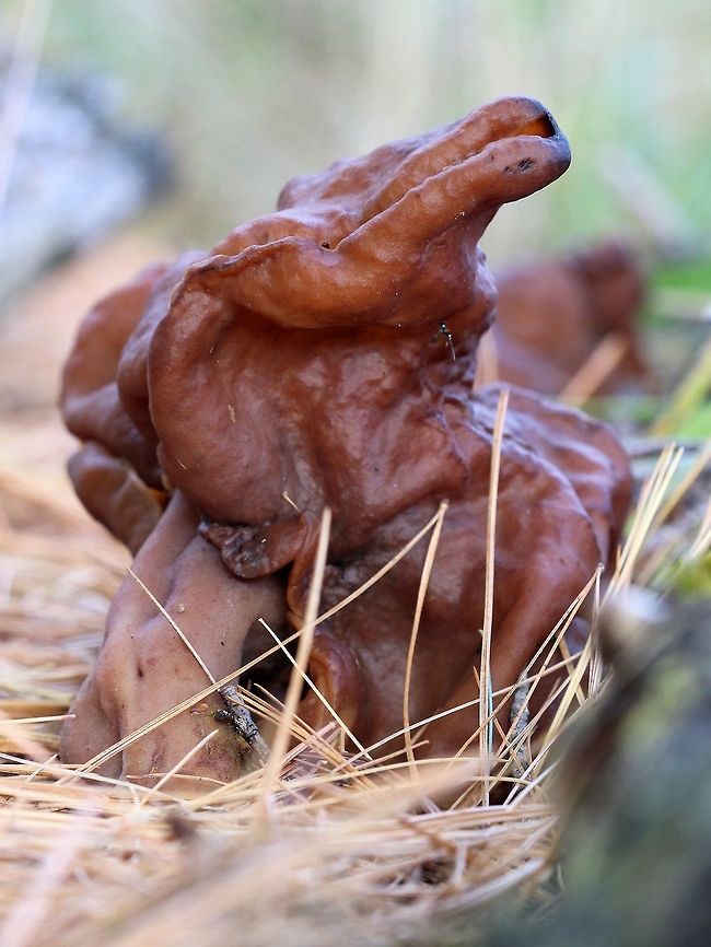 Gyromitra infula (Hooded False Morel) Growing on a sheet of decomposed plywood covered in needles of White Pine (Pinus strobus). Ascomycete,Ascomycota,Fall,Geotagged,Gyromitra infula,Hooded false morel,Pinus strobus,United States,fungus,lumber,mushroom,plywood