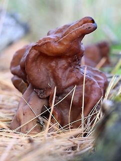 Gyromitra infula (Hooded False Morel) Growing on a sheet of decomposed plywood covered in needles of White Pine (Pinus strobus). Ascomycete,Ascomycota,Fall,Geotagged,Gyromitra infula,Hooded false morel,Pinus strobus,United States,fungus,lumber,mushroom,plywood