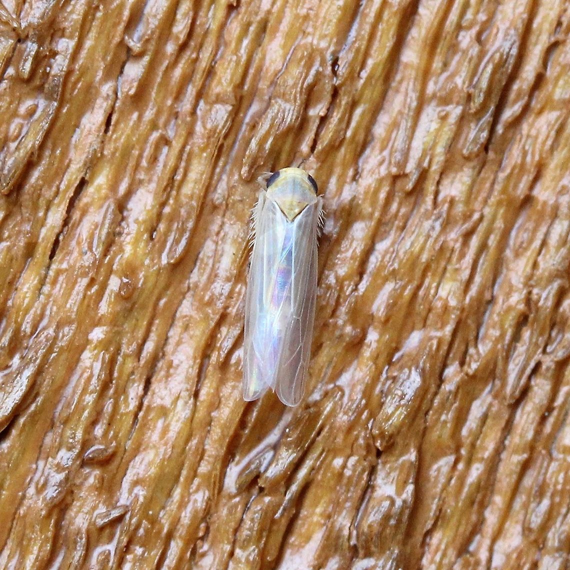 Leafhopper (Forcipata?) A species of leafhopper. The length is about 4 mm. There are no markings on the head.<br />
<br />
<a href="https://bugguide.net/node/view/607449/bgimage" rel="nofollow">https://bugguide.net/node/view/607449/bgimage</a> Auchenorrhyncha,Cicadellidae,Cicadoidea,Fall,Geotagged,Hemiptera,Leafhoppers,United States,insect
