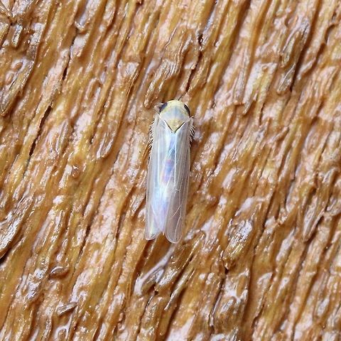 Leafhopper (Forcipata?) A species of leafhopper. The length is about 4 mm. There are no markings on the head.

https://bugguide.net/node/view/607449/bgimage Auchenorrhyncha,Cicadellidae,Cicadoidea,Fall,Geotagged,Hemiptera,Leafhoppers,United States,insect