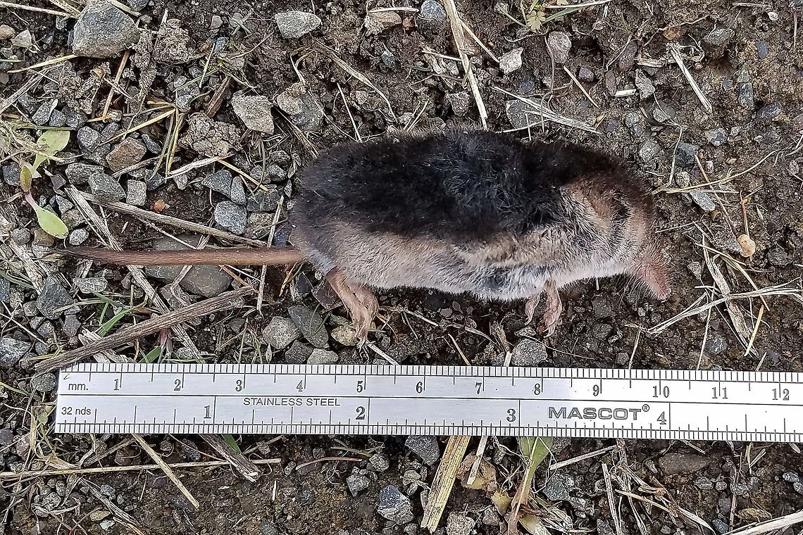 Sorex arcticus Found dead on a ditch bank road through a restored fen. Forested swamps composed of Tamarack (Larix laricina) and Black Spruce (Picea mariana) are adjacent to the fen which is largely grasses, sedges, and woody shrubs. Arctic shrew,Fall,Geotagged,Sorex arcticus,United States,fen,mammal,shrew
